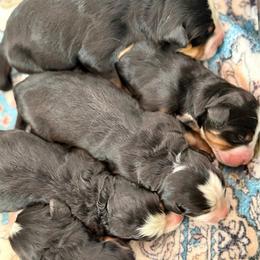 Girl 2 - Black rust and white female Bernese Mountain Dog puppy in Altura, Minnesota from Bluffside Berners