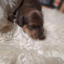 Two - Chocolate and tan male Dachshund puppy in Gordon, Georgia from Long Dogs Yellow Farm