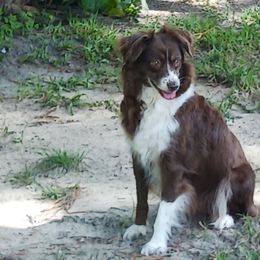 Miniature Australian Shepherds from Dog Father Kennels