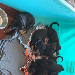 Belgian Malinois and Working Cross Puppies from L G Kennels