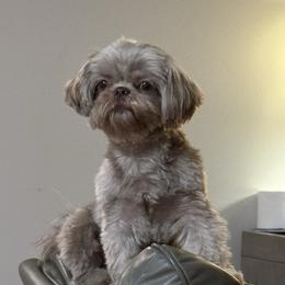 Lexi - Shih Tzu