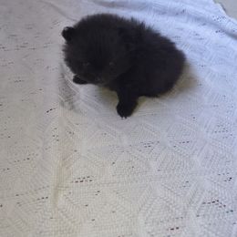 Boy 2 - Black parti male Pomeranian puppy in Tabor City, North Carolina from Southern Palmetto Pomeranians