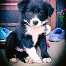 BK I AM THE STORM (Jakjak) - Black and white male Border Collie puppy in Brazil, Indiana from Brilliant Kennels