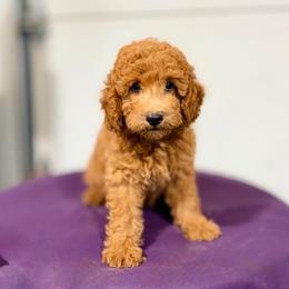Ron - Red  male Poodle puppy in Bells, Texas from Partridge Doodles and Poodles