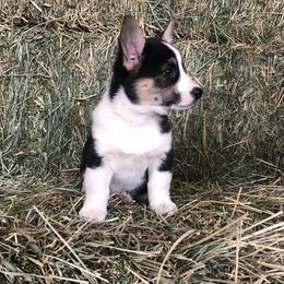 Pembroke Welsh Corgi Puppies from Naomi’s Corgis