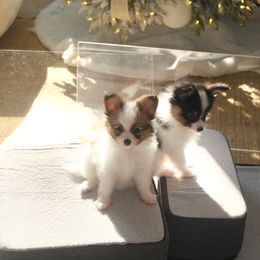 Papillon Puppies from Papillons in the Pines