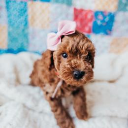 Pink collar - Red  female Poodle puppy in Las Vegas, Nevada from Vegas Toy Poodles