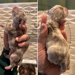 Girl 2 - Fawn (isabella) and cream female Dachshund puppy in Fond Du Lac, Wisconsin from Clucking Homestead Springers & Dachshunds