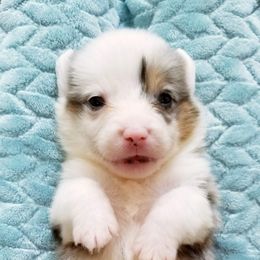 American Corgi and Pembroke Welsh Corgi Puppies from Whimsical Treasure Corgis