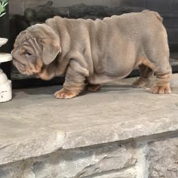 Bulldog Puppies from BangerBullz