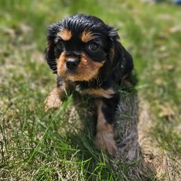 Cavalier King Charles Spaniel Puppies from Grand Oaks Cavaliers