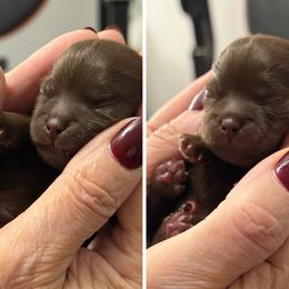 Shih Tzu puppies from Rollins Farms Shih Tzus