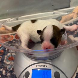 Windy - White and red female Papillon puppy in Coatesville, Indiana from Wendy’s Wings