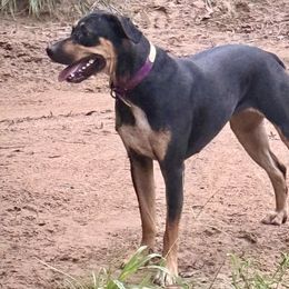 Cricket - Catahoula Leopard Dog