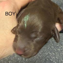 Boy Green - Chocolate and tan male Dachshund puppy in Smyrna, Tennessee from Southern Select Dachshunds