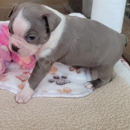 Willow - Seal and white female Boston Terrier puppy in Katy, Texas from Mei's Boston Terriers