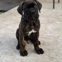 Purple Collar - Black brindle male Cane Corso puppy in Cedar Rapids, Iowa from Creed Cane Corsos
