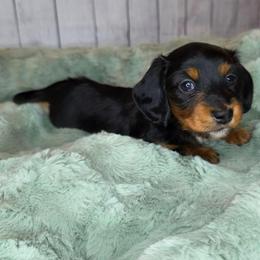 Green - Black and tan female Dachshund puppy in Salado, Texas from DK's Dream Doxies