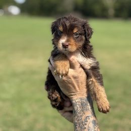 Tri- Purple collar - Red tri-color female Australian Shepherd puppy in Greenville, Texas from Huneycutt Wiggles