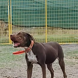 Catahoula Leopard Dog All Grown Up from 7Sins catahoulas