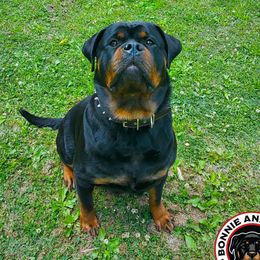 Alfa - Rottweiler