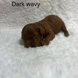 Girl 2 - Red  female Goldendoodle puppy in Wever, Iowa from JK Royal Lines