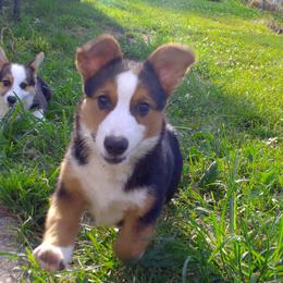 American Corgi and Pembroke Welsh Corgi Puppies from Kates Corgis