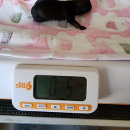 Noelle - Chocolate sable female Havanese puppy in Cuba, Missouri from Bouncy Bubbly Havanese