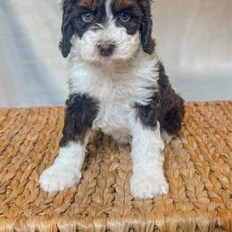 Rookie - Tri-color female Bernedoodle puppy in Jackson, Missouri from Pincksten Family Doodles