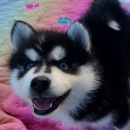 Boy 1 - Pomsky puppy from 'Brick'House Couture Pomskies
