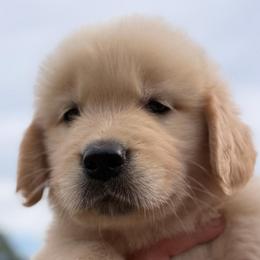 Martin - Light golden male Golden Retriever puppy in Saint Pauls, North Carolina from Copperfield’s Goldens