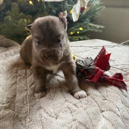 Natalia - Red and white female Siberian Husky puppy in Ravena, New York from Osiris’s Siberians & Pomskies