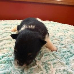 Finn - Black and tan parti male Pomeranian puppy in Success, Missouri from Sweet Success