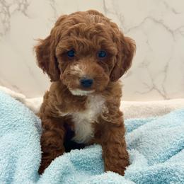 Dewey - Red  male Goldendoodle puppy in Kansas City, Kansas from Bella & Ivy’s Mini Goldendoodles of KC