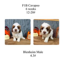 Yellow male - Blenheim male Cavapoo puppy in Clarksville, Iowa from Iowa Heartland Doodles