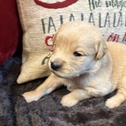 Brandy - Golden female Golden Retriever puppy in Seville, Ohio from Retriever Ranch