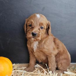 Red October - Red  male Goldendoodle puppy in Daytona Beach, Florida from Beach Doodles