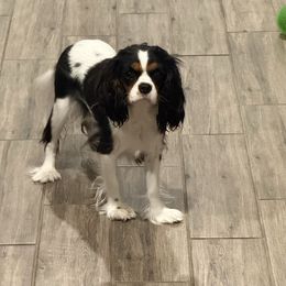 Evie - Cavalier King Charles Spaniel