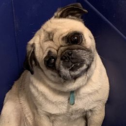 Sierra - Pug