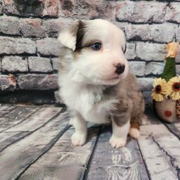 Ajax - Blue merle male Miniature Australian Shepherd puppy in Macomb, Missouri from Faunus Farms and Aussies
