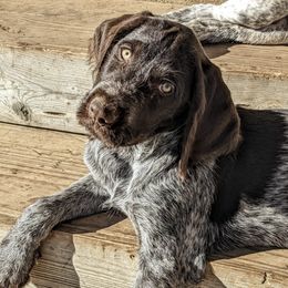 German Wirehaired Pointers and Wirehaired Vizslas from Buffalo Creek Kennel