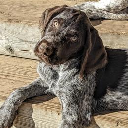 German Wirehaired Pointers and Wirehaired Vizslas from Buffalo Creek Kennel