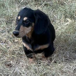 GRAHAM - AKC - Black and cream male Dachshund puppy in Huntington, Texas from Wild Briar Dachshunds