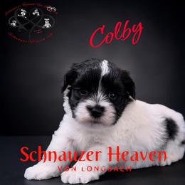 Colby AKC (red collar) - Parti male Miniature Schnauzer puppy in Pelzer, South Carolina from Schnauzer Heaven Von Longbach