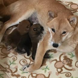 Shiba Inu puppies from Little City Shibas