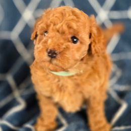 Sage - Red male Maltipoo puppy in Granada Hills, California from Sheryls Puppies