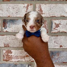 Twix - Chocolate merle male Bernedoodle puppy in Richmond, Texas from Harper’s Heartbeats