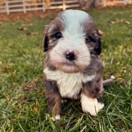 Blizzard - Blue merle male Bernedoodle puppy in Temecula, California from Country Hills Doodles