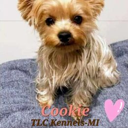 Cookie - Yorkshire Terrier
