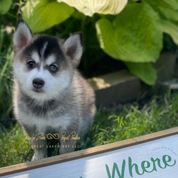 Rebellion - Wolf sable male Pomsky puppy in Bay City, Michigan from GrizzLee Bears Perfect Pomskies